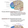 ph071_cortex_prefrontal_1.jpg
