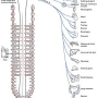 ph072_systeme_nerveux_autonome.jpg