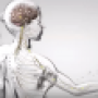 ph016_systeme_nerveux..png
