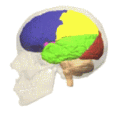 Cerveau 3
