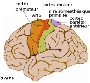 Cortex moteur